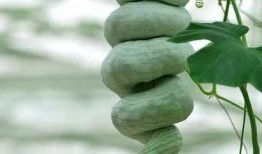 蛇条瓜如何吃,探索美味与营养的完美结合