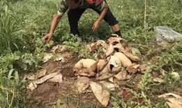 雄县最新吃瓜事件,真相揭秘引网友热议