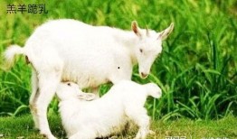 吃瓜网小羊没烦恼,揭秘吃瓜网上的欢乐生活