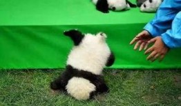 熊猫吃粉瓜,粉瓜盛宴的甜蜜邂逅