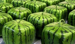 成都吃瓜基地在哪里