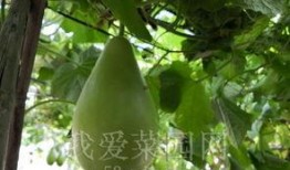 只能在白天吃的瓜,揭秘只能在白天品尝的神秘瓜果