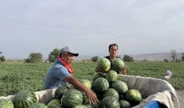 辽中吃瓜,揭秘当地特色美食背后的故事