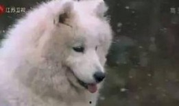 吃瓜小狗拍照视频,小狗拍照视频萌翻网友