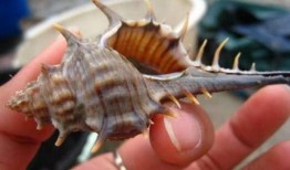 吃瓜挖螺视频,一场视觉与味蕾的双重盛宴