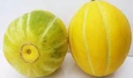 湖州吃瓜,品味当地特色，畅享清凉时光