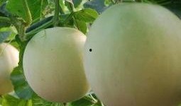 吃流星瓜嗓子痒,嗓子痒痒的甜蜜诱惑