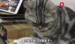 吃瓜猫影库,揭秘影视圈幕后故事，带你领略光影魅力
