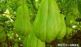 吃完佛手瓜可以吃红薯吗,同餐可否相宜？