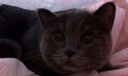 小猫吃小猫瓜,奇遇小猫瓜的秘密