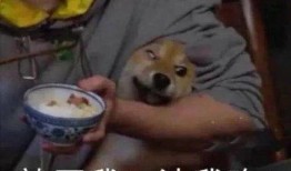 带你吃瓜吃羊的羊,带你领略“吃瓜吃羊”的独特羊文化之旅