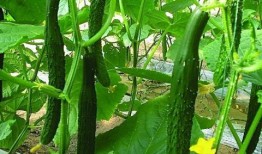 常吃蔬菜有哪些瓜