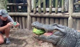 动物吃瓜的视频,动物们的“吃瓜”大作战