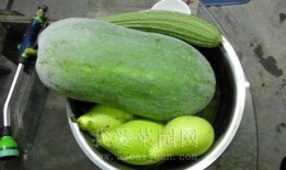 内娱的吃瓜,揭秘娱乐圈的“吃瓜”盛宴