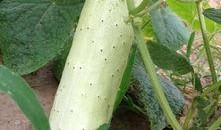 摘瓜怎么吃才好吃,解锁美味瓜果的多样食法