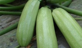 吃雷瓜有那些好处,揭秘吃雷瓜的五大益处