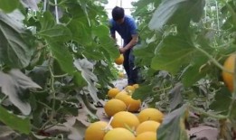 绿洲的吃瓜,夏日盛宴尽享