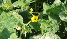 吃瓜怎么发音出来