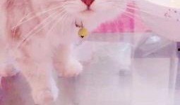 猫可以吃哈密瓜吗,哈密瓜在猫饮食中的适宜性探讨