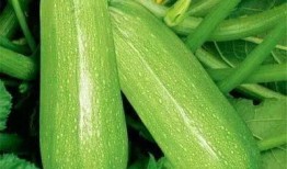 小西瓜在吃瓜,小西瓜的甜蜜瓜趣之旅