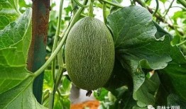 瓜王怎么吃最好,解锁最佳食用之道
