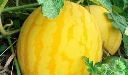 海川吃瓜,揭秘娱乐圈幕后故事