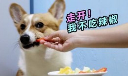 柯基可以吃瓜嘛,瓜类水果的适宜摄入指南