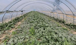 吃瓜续命系统,揭秘吃瓜续命系统的神奇魅力