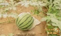 吃瓜之人,揭秘网络时代下的“吃瓜”现象