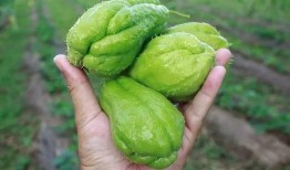 金湖吃瓜后续,真相大白，后续发展引人关注