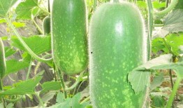 局牗吃瓜,揭秘“吃瓜群众”背后的真相