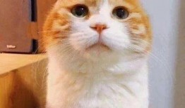 别怕我伤心吃瓜,吃瓜群众揭秘娱乐圈真相