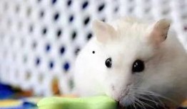 小老鼠偷瓜吃,一场趣味盎然的田园冒险