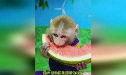 猴子吃瓜故事寓意,贪婪与智慧的寓言启示