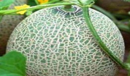 吃哈密瓜溃疡,哈密瓜溃疡成因与防治策略解析