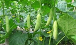 每天都在吃同事的瓜,揭秘同事们的秘密生活