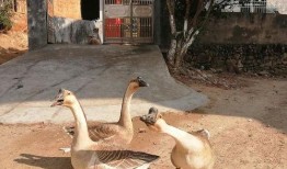 吃瓜鹅案例,揭秘网络舆论的狂欢与反思