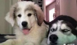 吃瓜群众二哈礼物图片表情包,吃瓜群众的欢乐源泉