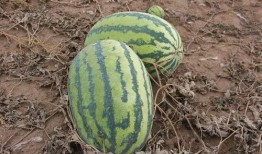 安州镇吃瓜,瓜香四溢，品味夏日清凉