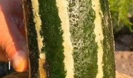 没什么瓜可以吃,揭秘日常琐事背后的趣味